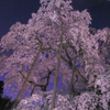 滝夜桜