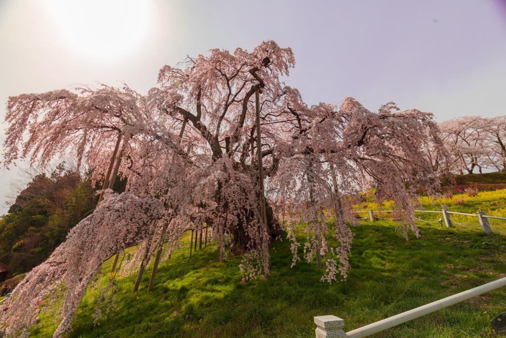 三春滝桜