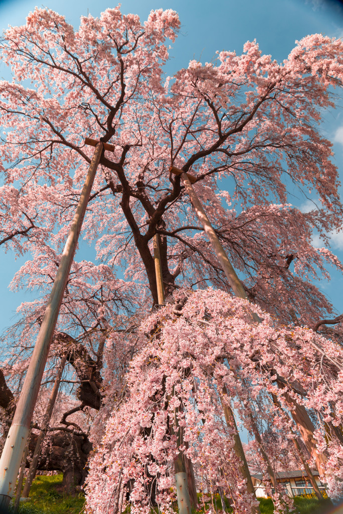 三春滝桜