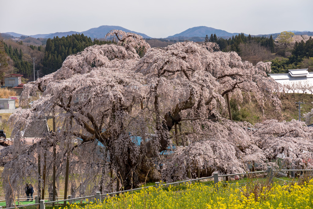 滝桜と菜の花