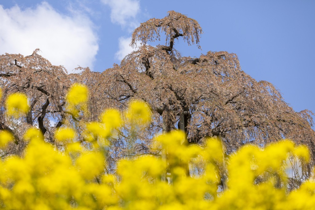 滝桜と菜の花