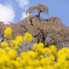 滝桜と菜の花
