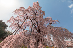 三春滝桜