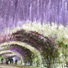 河内藤園。