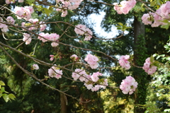 八重桜。