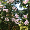 八重桜。