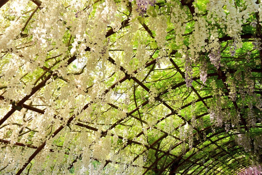 藤の花