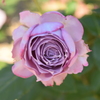 青薔薇？