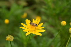 蜂、蜜を吸う。