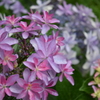 紫陽花。