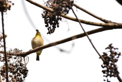 鳥、木の実啄む。