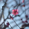 ume