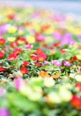 花畑