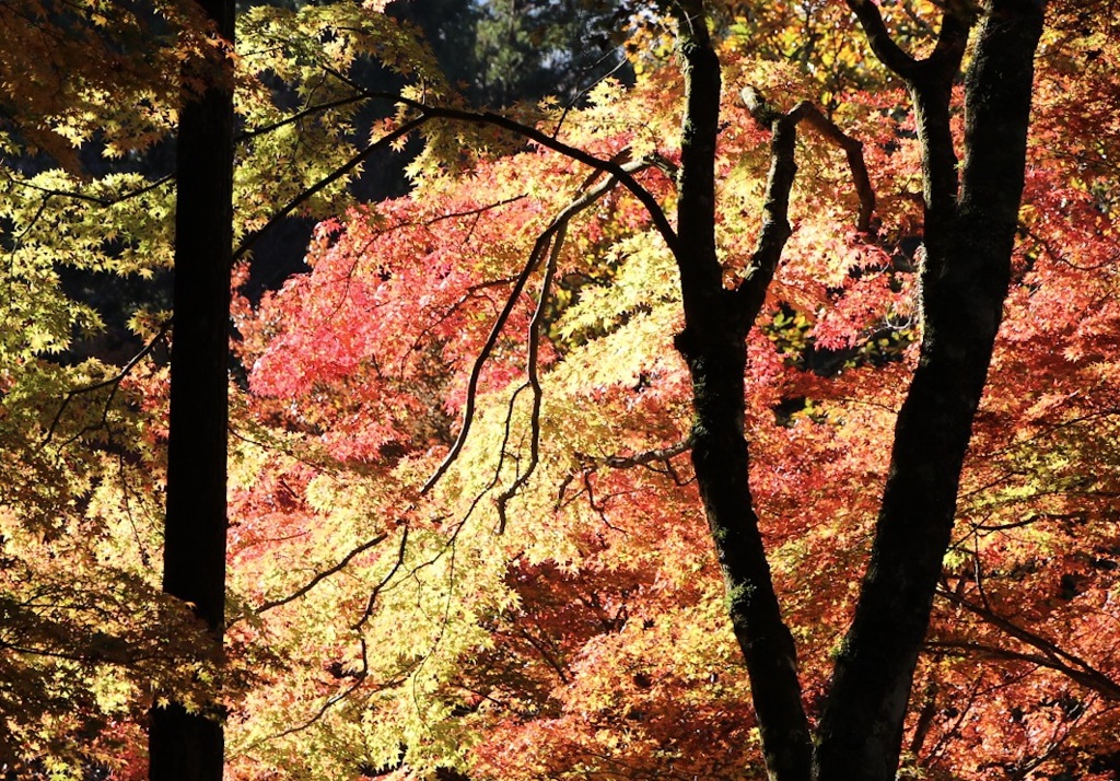 紅葉