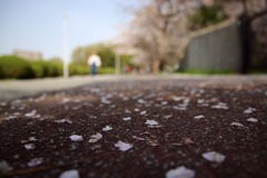 桜の花舞い上がる道を