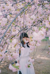 桜 白 Nikon