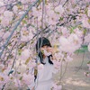 桜 白 Nikon