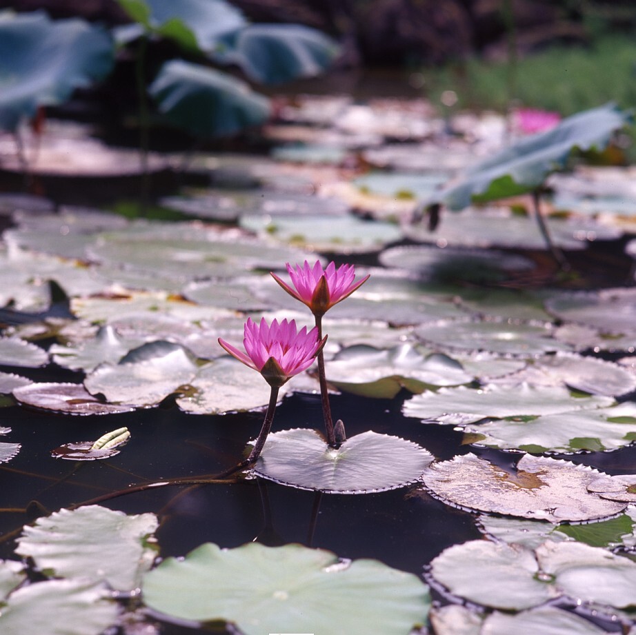 植物