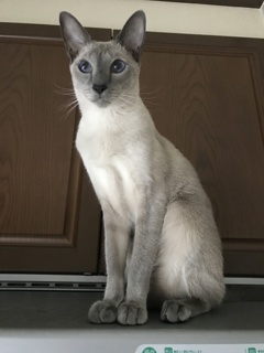 我が家のネコ