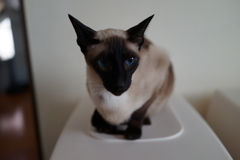 我が家のネコ