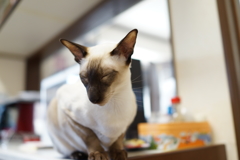 我が家のネコ