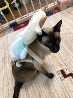 猫ちゃん転倒防止ヘッドガード