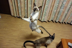 ジャ〜ンプ