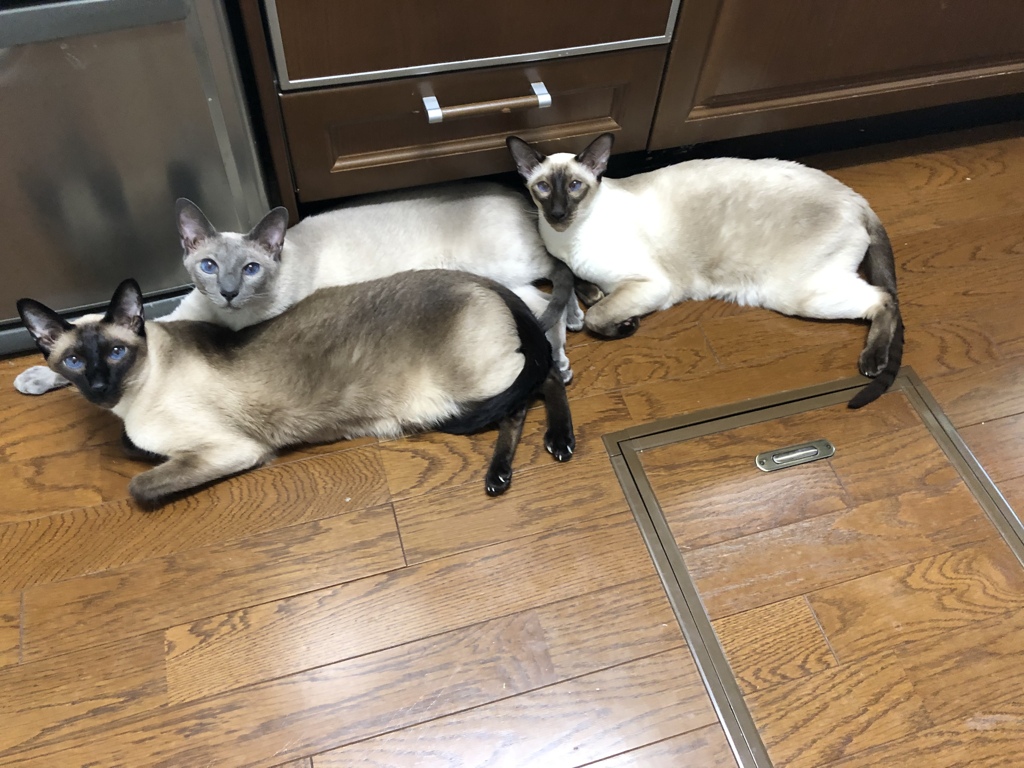 今朝の猫 by SHANACHAN！ （ID：9755217） - 写真共有サイト:PHOTOHITO