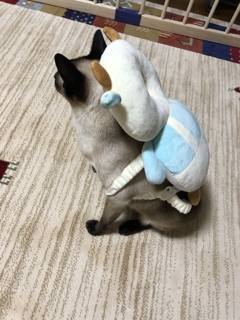 猫ちゃん転倒防止ヘッドガード