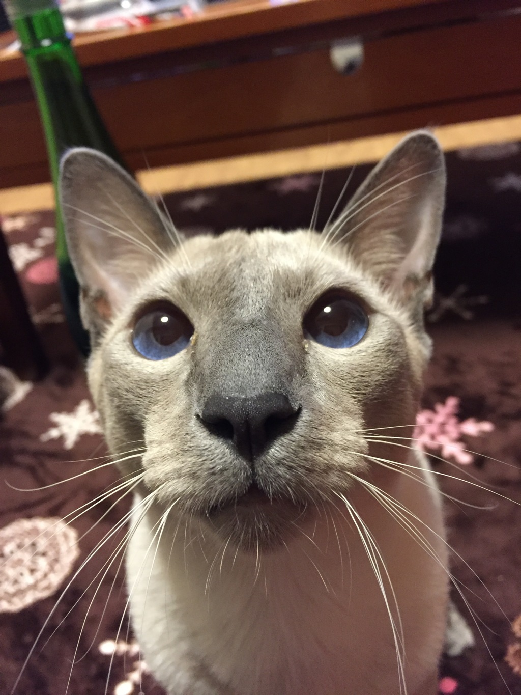 鼻デカキャット