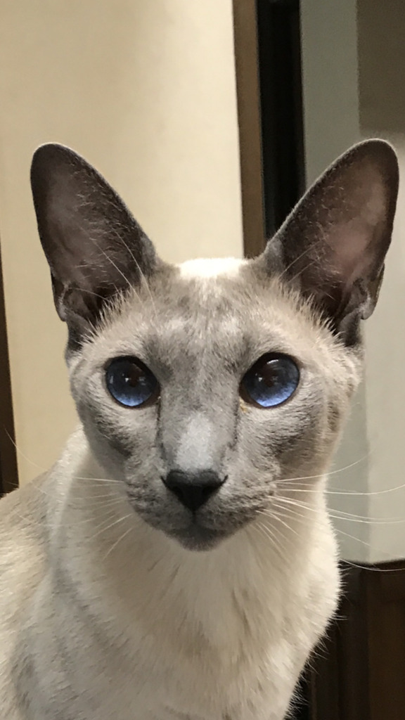 我が家のネコ