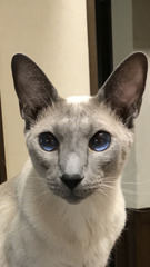 我が家のネコ