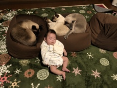 みんな夢の中
