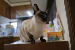 我が家のネコ
