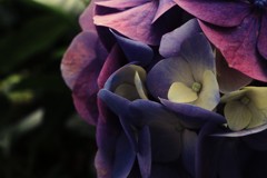 紫陽花