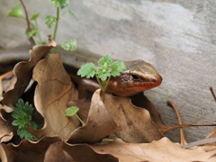 よく見かけるようになりました。