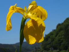 キショウブ