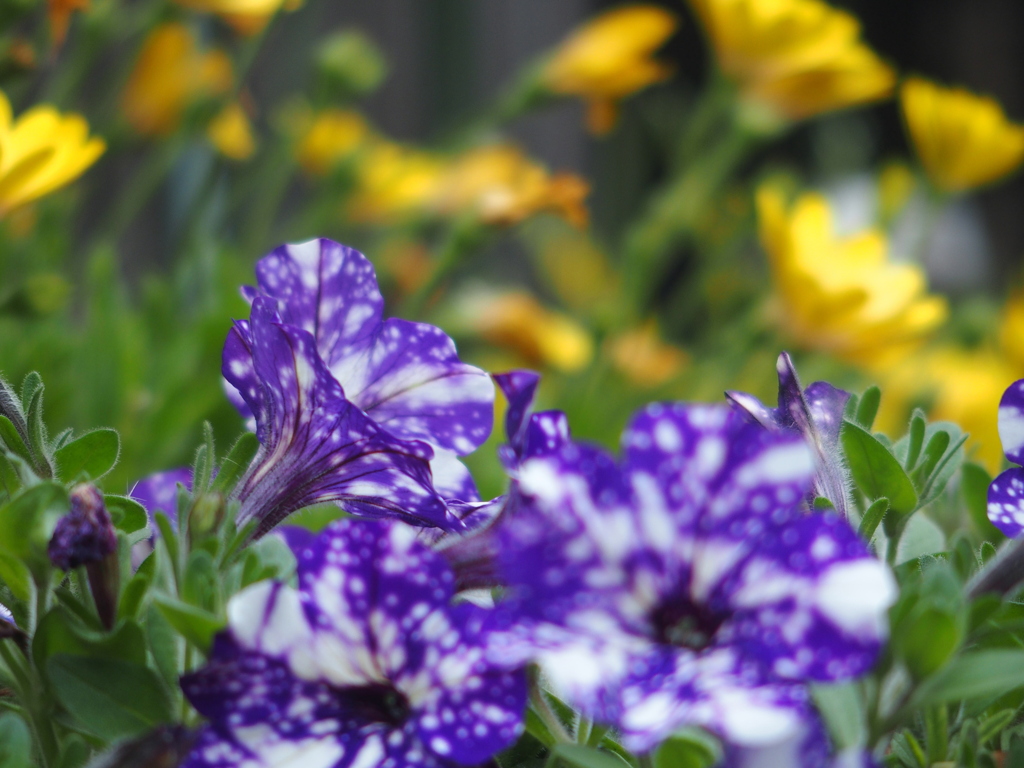 花壇のお花たち　ペチュニア