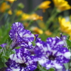 花壇のお花たち　ペチュニア