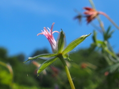 花びらが散って