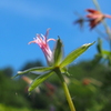 花びらが散って