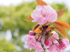 八重桜