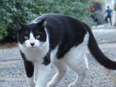 人懐っこいにゃんこは苦手です。