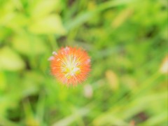 キンエノコロに似てるけど？