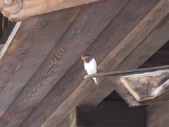 奈良井宿　3
