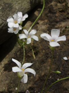 白花見っけ（イモカタバミ）