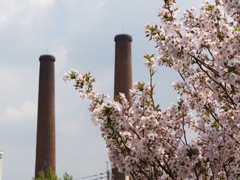 桜　3