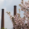 桜　3