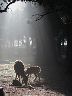 奈良公園の朝