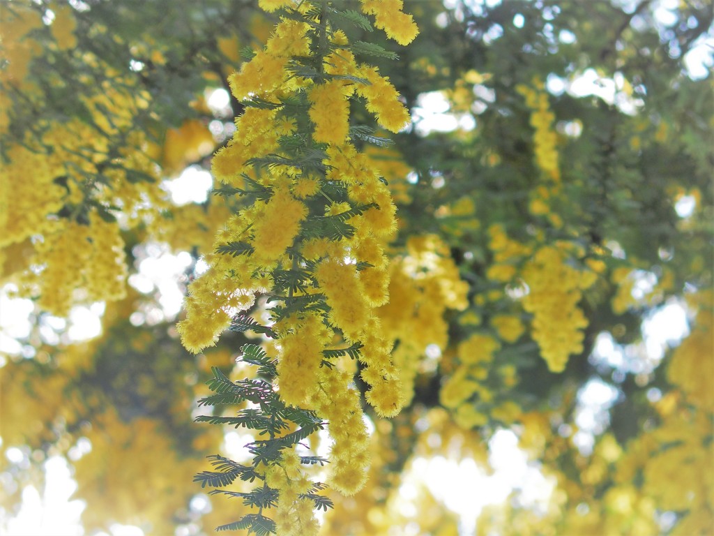 黄花降る